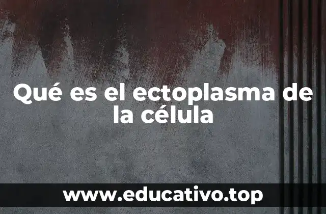 Qué es el ectoplasma de la célula