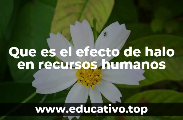 Que es el efecto de halo en recursos humanos