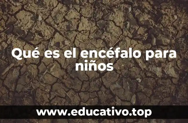 Qué es el encéfalo para niños