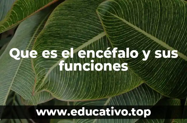 Que es el encéfalo y sus funciones