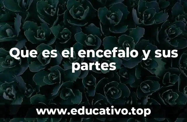 Que es el encefalo y sus partes