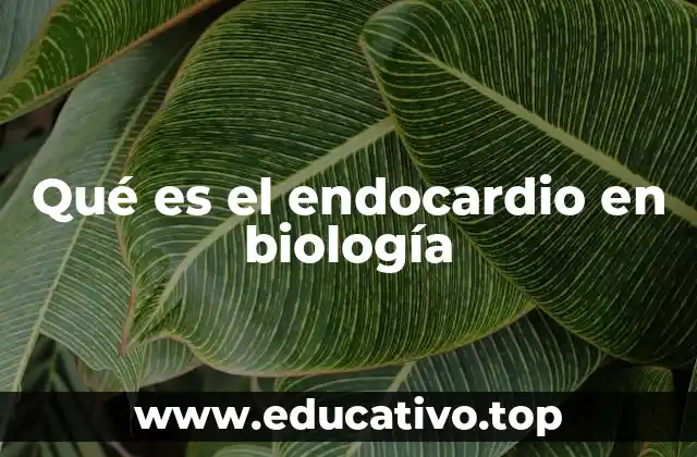 Qué es el endocardio en biología
