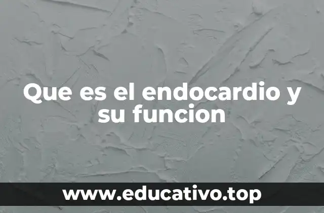 Que es el endocardio y su funcion