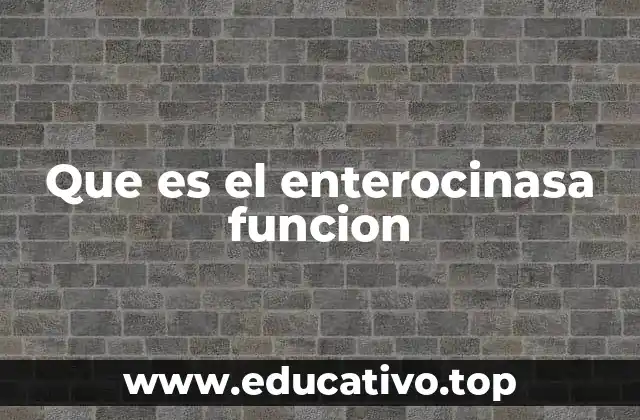 Que es el enterocinasa funcion