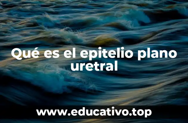 Qué es el epitelio plano uretral