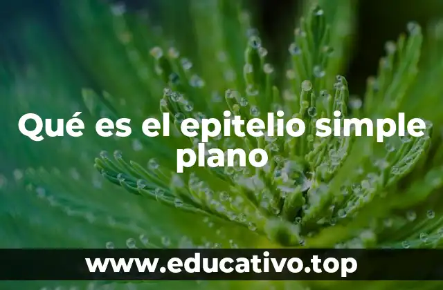 Qué es el epitelio simple plano