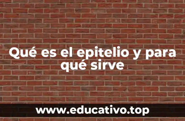 Qué es el epitelio y para qué sirve