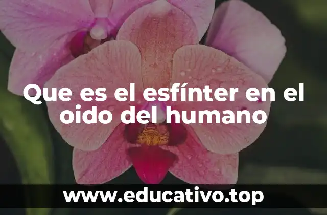 Que es el esfínter en el oido del humano