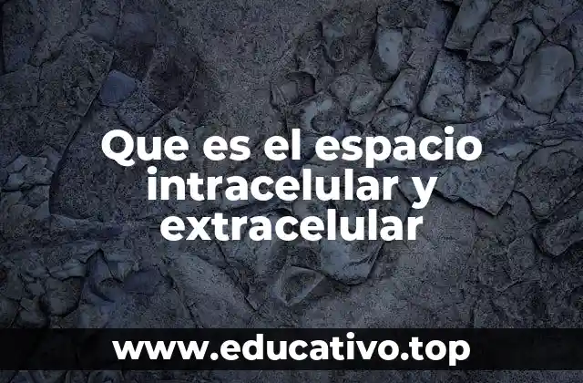 Que es el espacio intracelular y extracelular