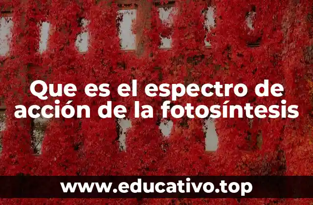 Cómo la luz solar interactúa con las moléculas vegetales