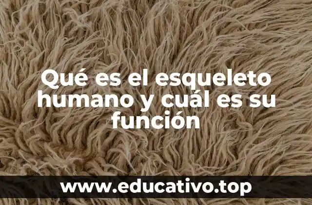 Qué es el esqueleto humano y cuál es su función