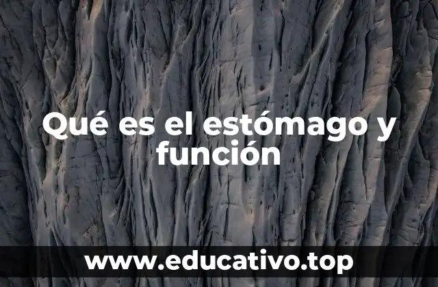 Qué es el estómago y función