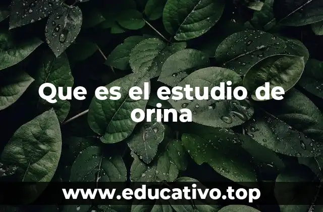 Que es el estudio de orina