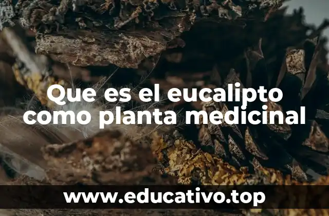 Que es el eucalipto como planta medicinal