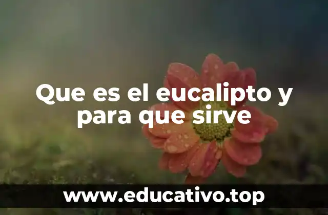 Que es el eucalipto y para que sirve