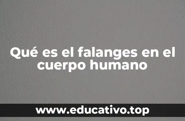 Qué es el falanges en el cuerpo humano