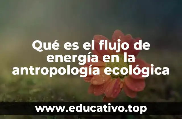 Qué es el flujo de energía en la antropología ecológica