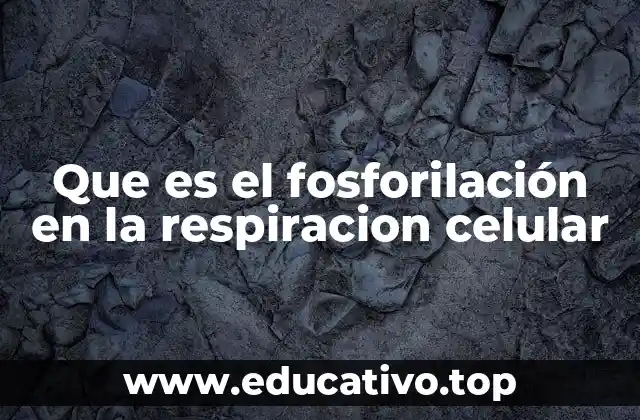 La importancia de la fosforilación en la producción de energía celular