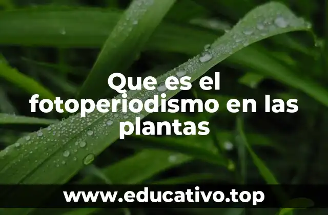 Que es el fotoperiodismo en las plantas