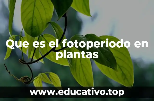 Que es el fotoperiodo en plantas
