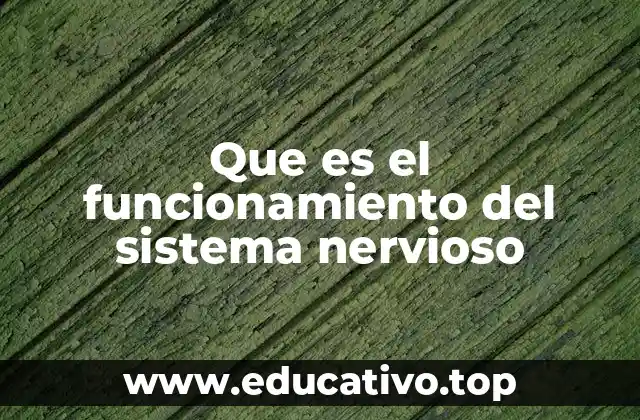 Que es el funcionamiento del sistema nervioso