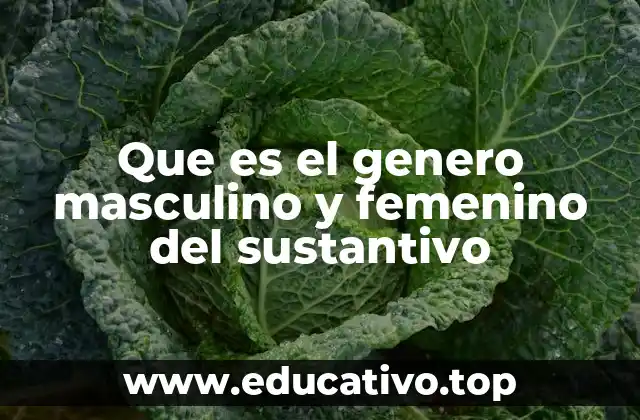 Que es el genero masculino y femenino del sustantivo