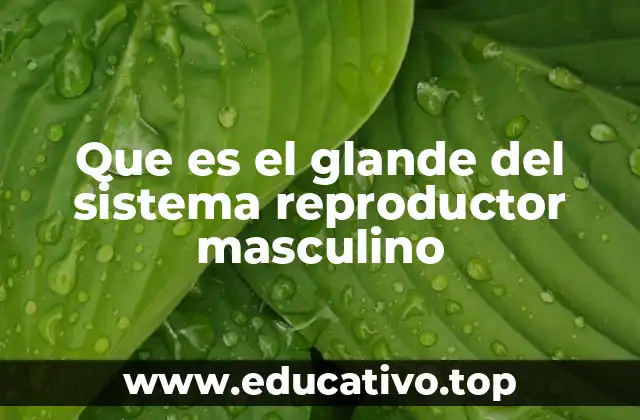 Que es el glande del sistema reproductor masculino