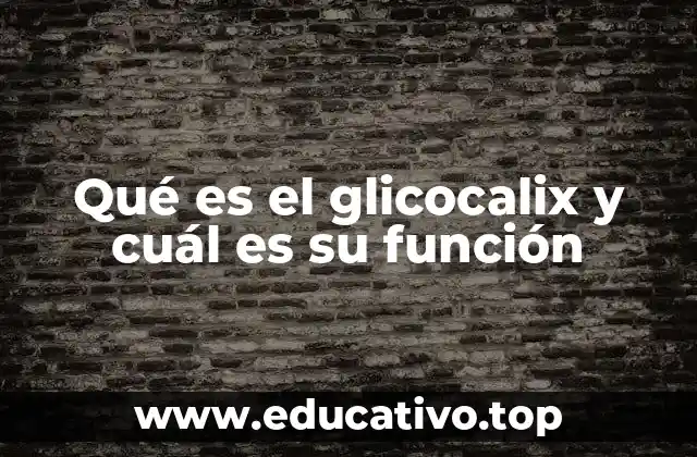 Qué es el glicocalix y cuál es su función