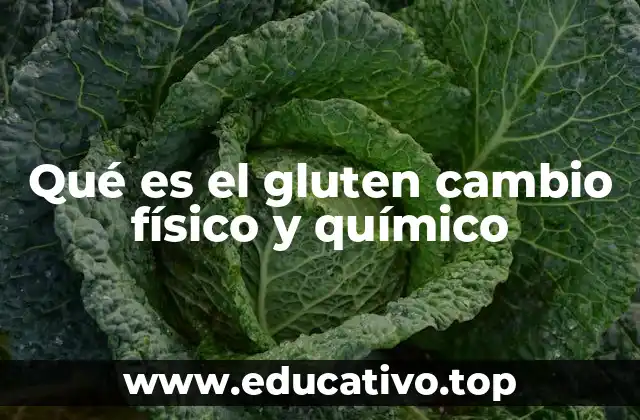 Qué es el gluten cambio físico y químico