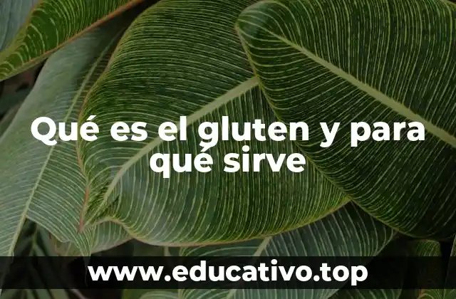 Qué es el gluten y para qué sirve
