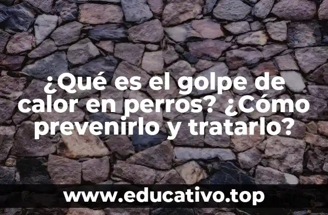 ¿Qué es el golpe de calor en perros? ¿Cómo prevenirlo y tratarlo?