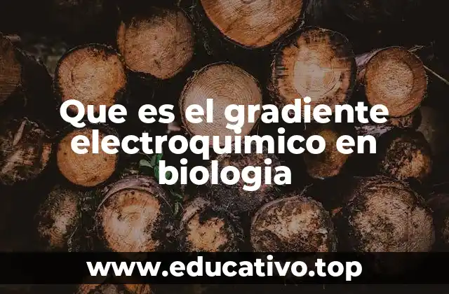Que es el gradiente electroquimico en biologia