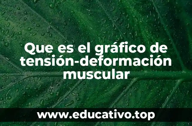 Que es el gráfico de tensión-deformación muscular
