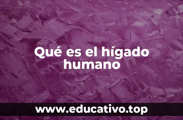 Qué es el hígado humano