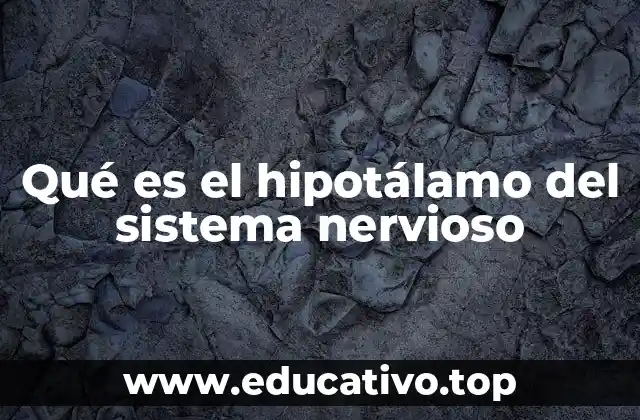 Qué es el hipotálamo del sistema nervioso
