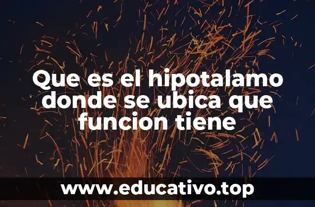 Que es el hipotalamo donde se ubica que funcion tiene