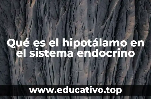 Qué es el hipotálamo en el sistema endocrino