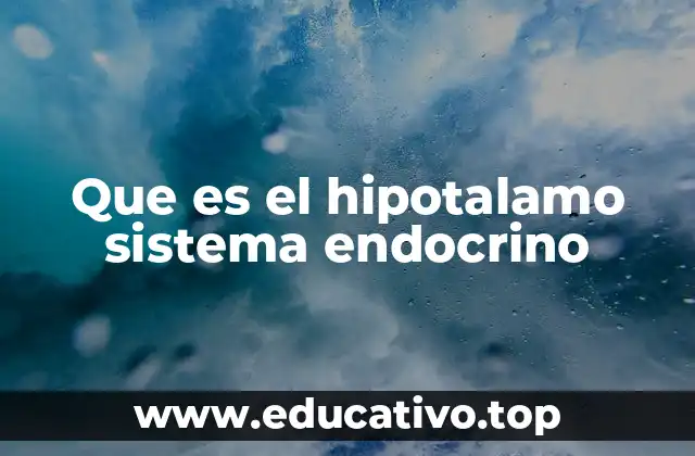 Que es el hipotalamo sistema endocrino
