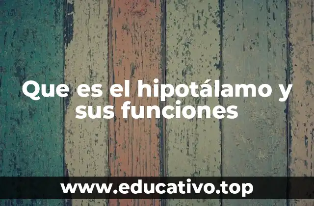 Que es el hipotálamo y sus funciones
