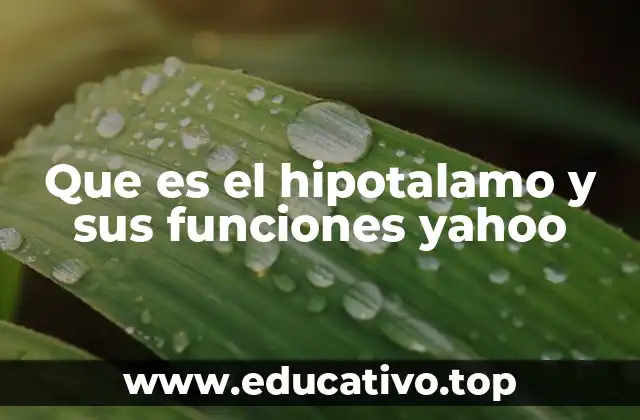 Que es el hipotalamo y sus funciones yahoo