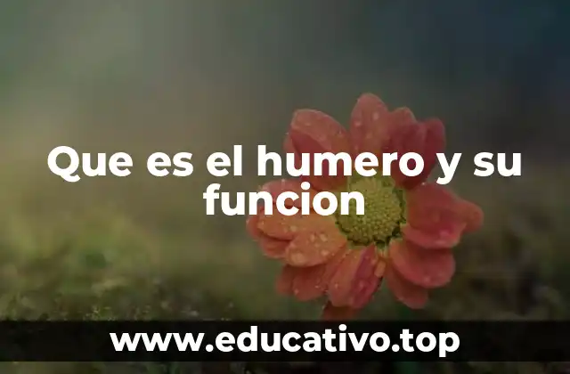 Que es el humero y su funcion