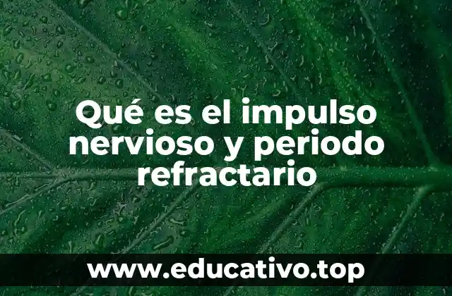 Qué es el impulso nervioso y periodo refractario