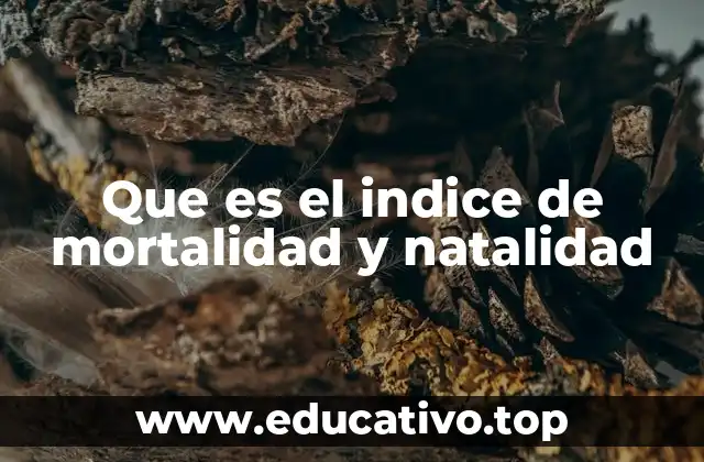 Cómo los índices de natalidad y mortalidad reflejan el estado de una sociedad