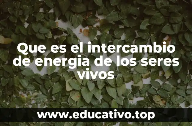 Que es el intercambio de energia de los seres vivos