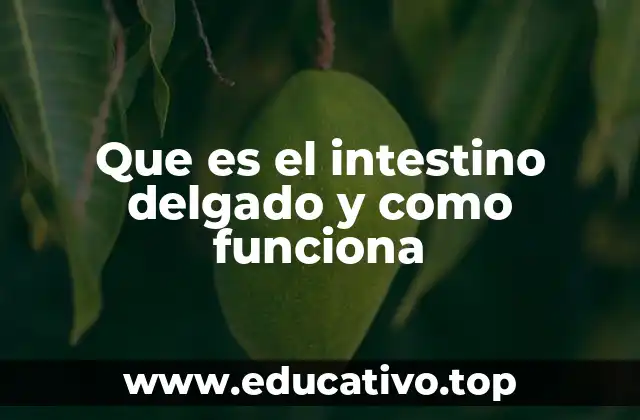 Que es el intestino delgado y como funciona
