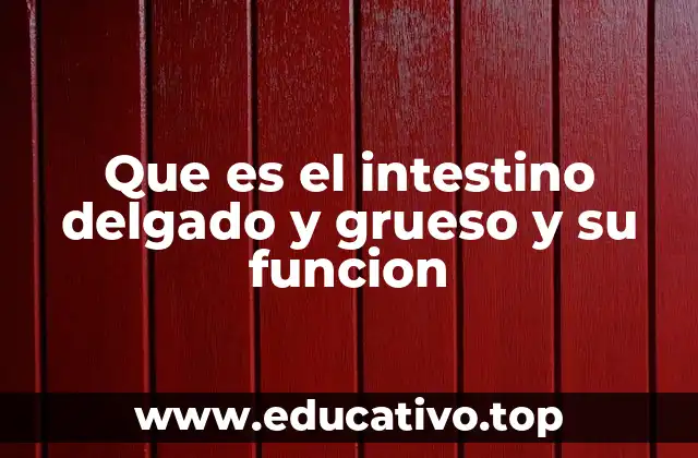 Que es el intestino delgado y grueso y su funcion