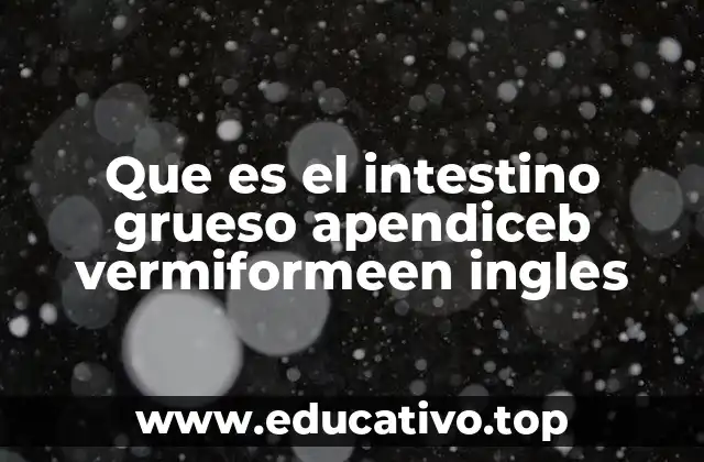 El apéndice vermiforme y su ubicación dentro del sistema digestivo