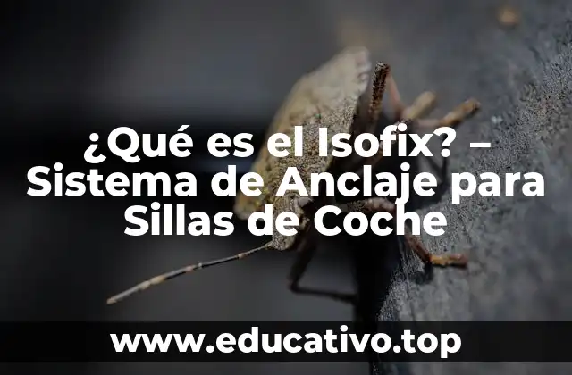 ¿Qué es el Isofix? – Sistema de Anclaje para Sillas de Coche