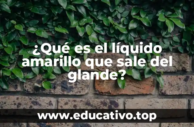 ¿Qué es el líquido amarillo que sale del glande?