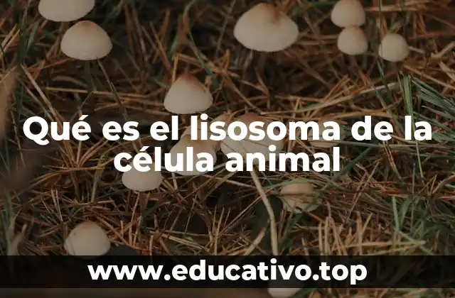 Qué es el lisosoma de la célula animal